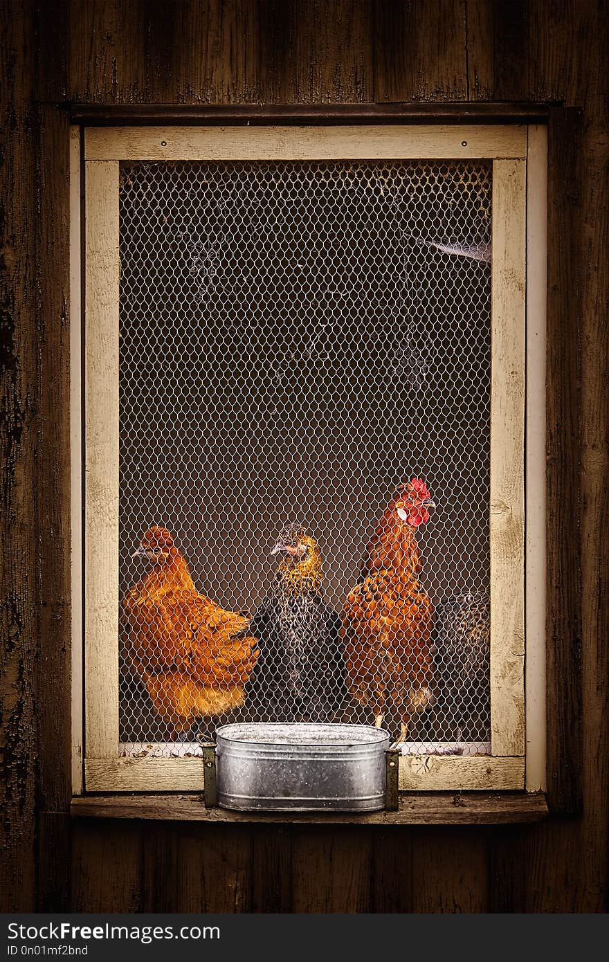 Hens in the Barred Window of Hen House. Hens in the Barred Window of Hen House