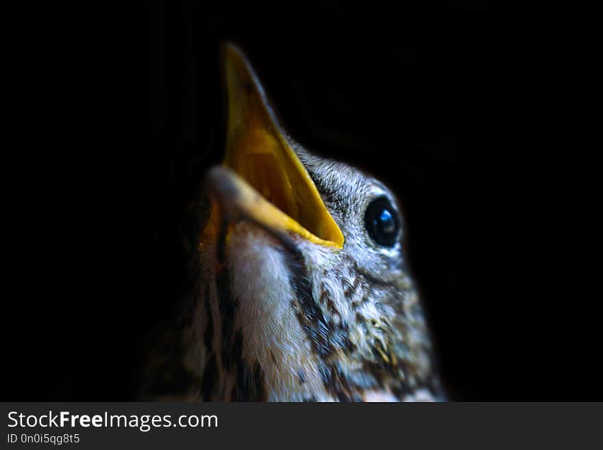 Portrait of mavis (song thrush, Turdus philomelos) on black background, close-up. Portrait of mavis (song thrush, Turdus philomelos) on black background, close-up