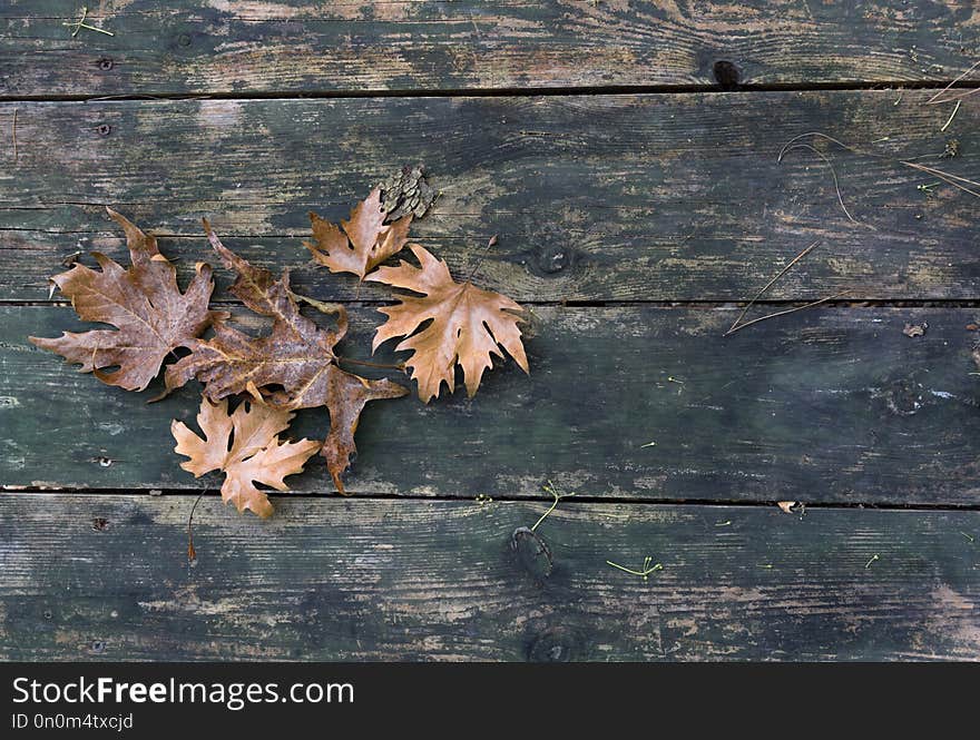 Autumn leaves and wood background with text field.