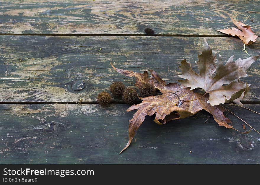Autumn leaves and wood background with text field