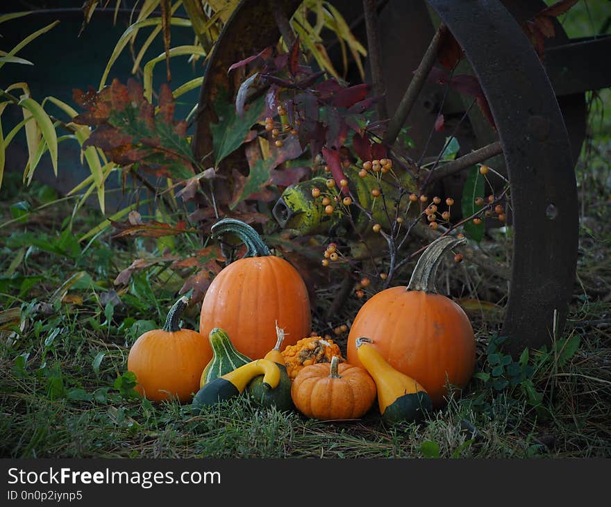 Pumpkins and Gourds with a fall background. Fall setting. Steel Plow wheel as the backdrop.