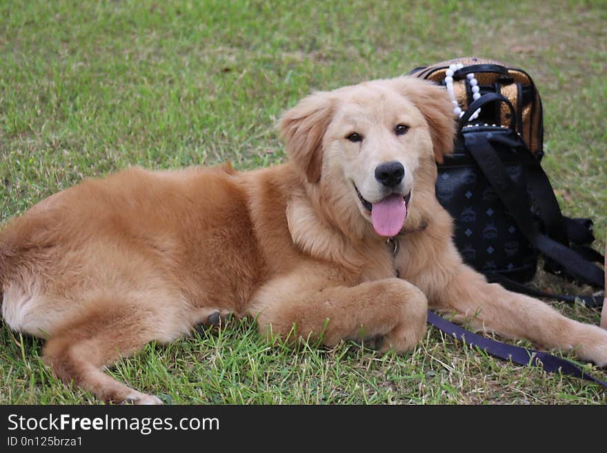 Dog, Dog Like Mammal, Golden Retriever, Dog Breed