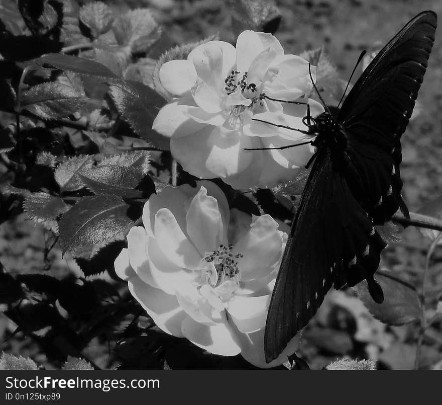 White, Black And White, Flower, Monochrome Photography