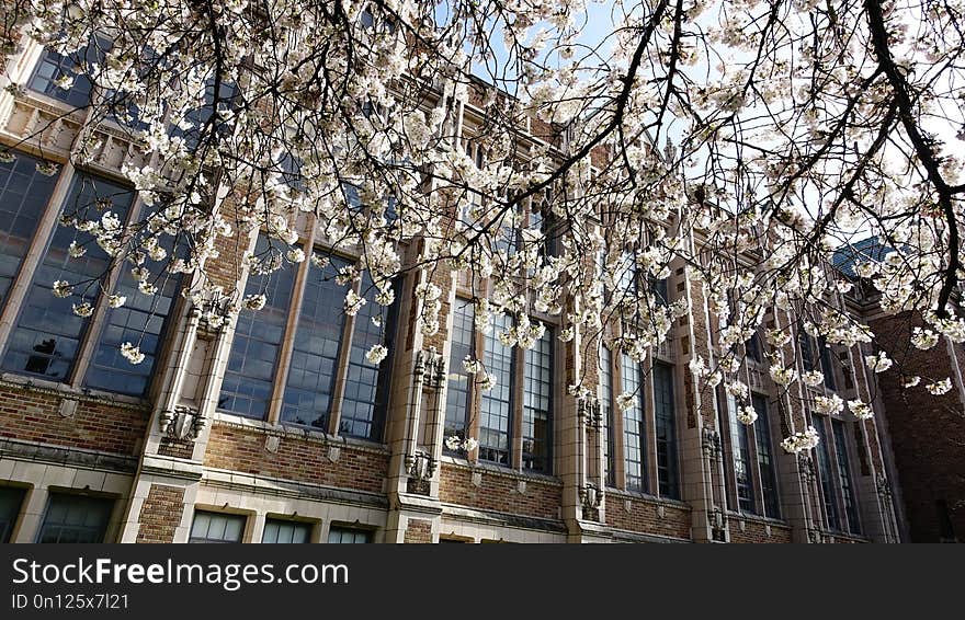 Tree, Branch, Landmark, Woody Plant