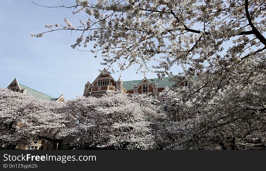 Flower, Plant, Cherry Blossom, Tree