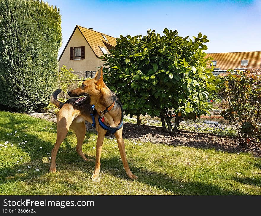 Dog, Tree, Plant, Dog Like Mammal