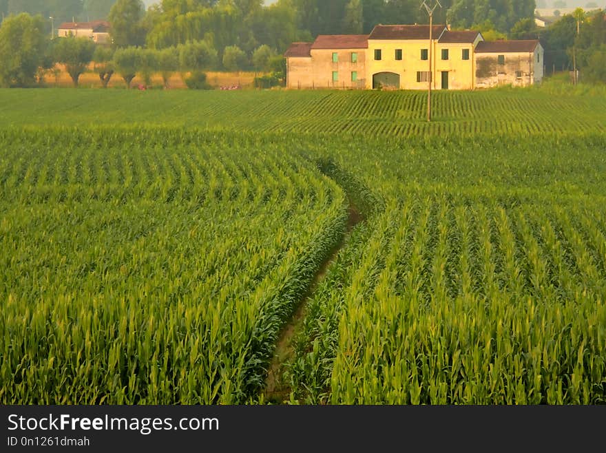 Agriculture, Field, Crop, Paddy Field