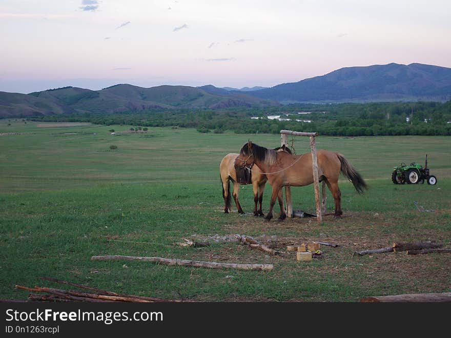 Grassland, Ecosystem, Pasture, Horse