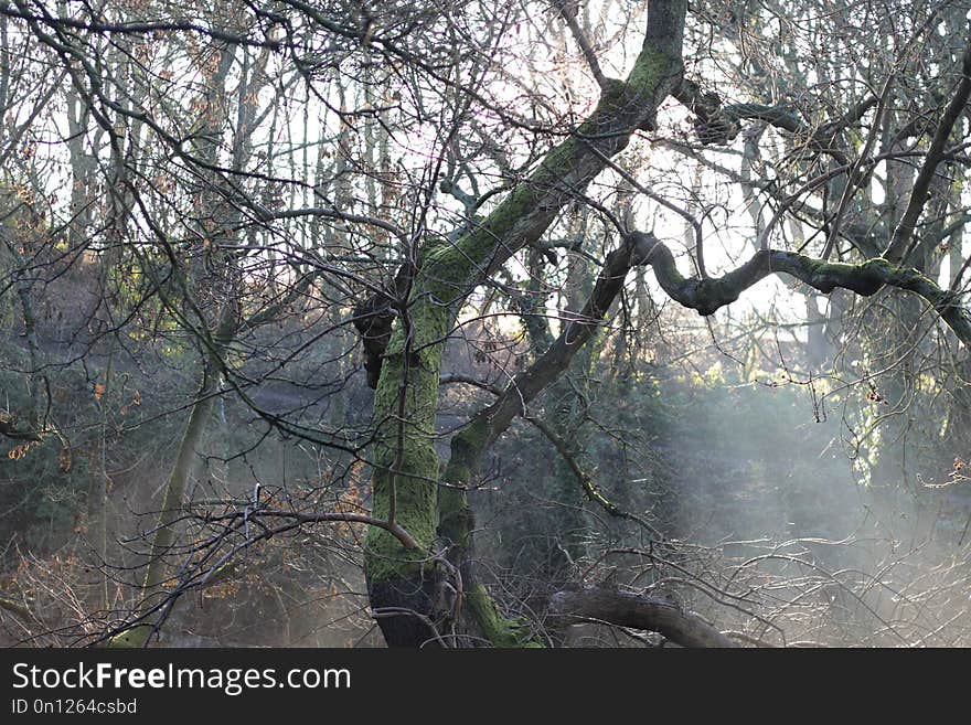 Tree, Branch, Water, Woody Plant