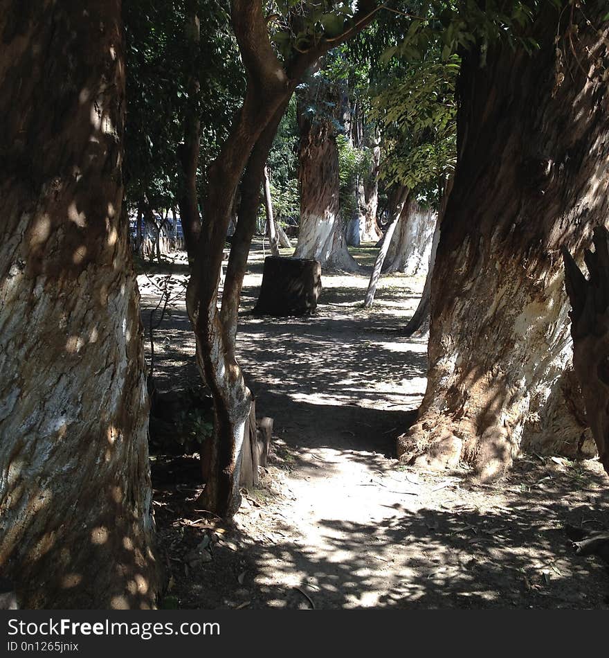 Tree, Woody Plant, Plant, Path