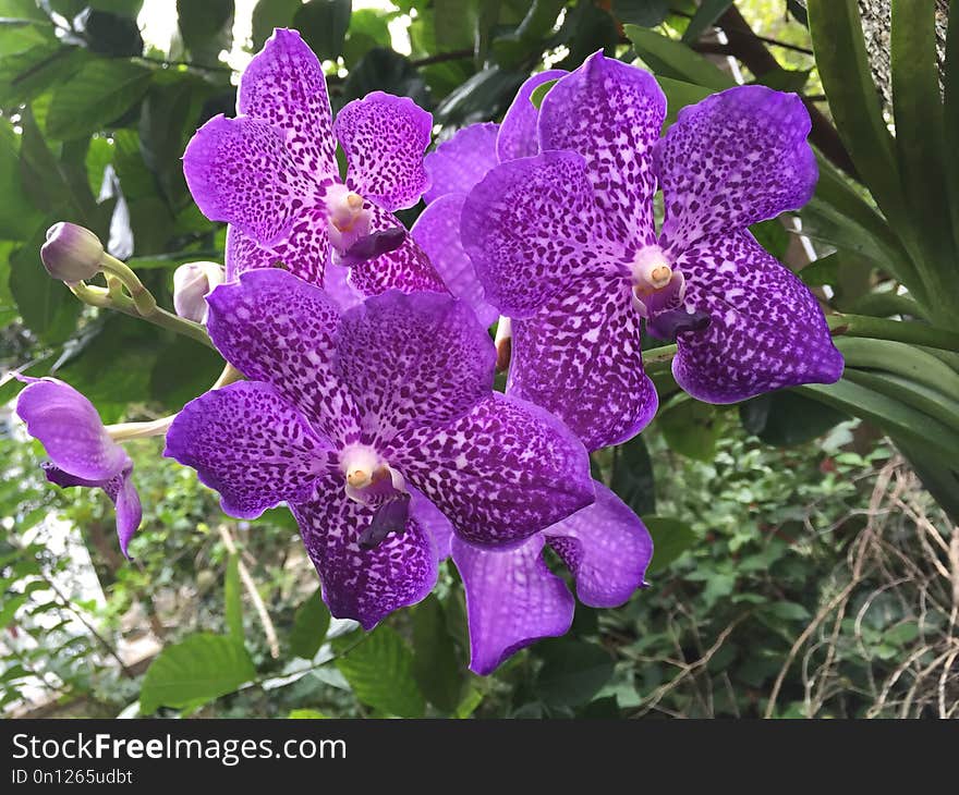 Plant, Flower, Flora, Flowering Plant