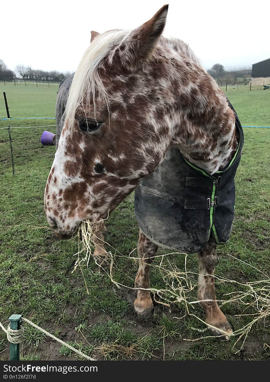 Horse, Horse Like Mammal, Grass, Giraffe