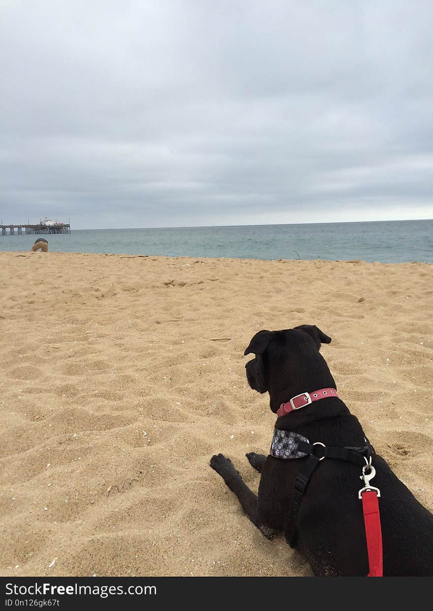 Beach, Dog, Sea, Sky