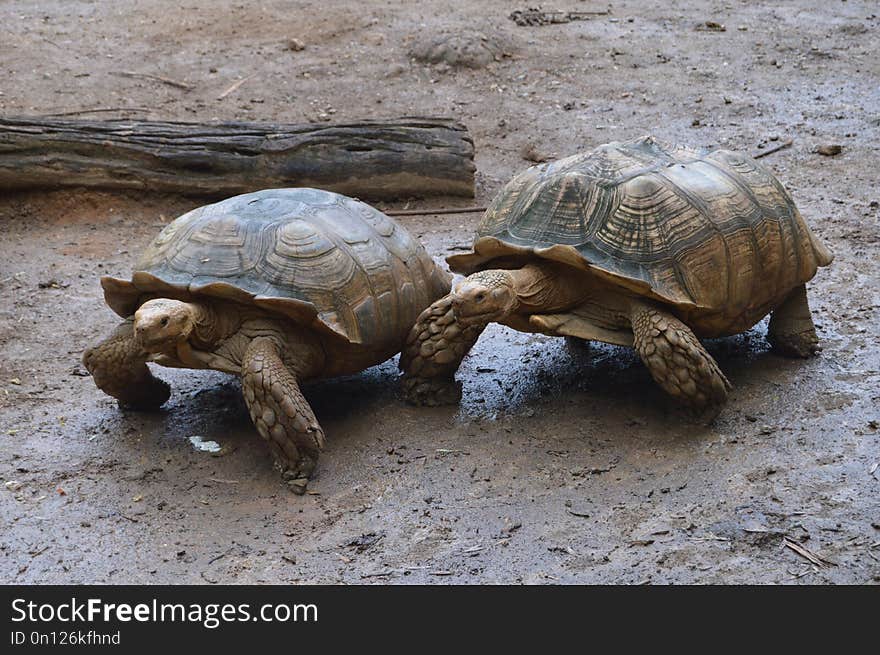 Tortoise, Turtle, Terrestrial Animal, Reptile