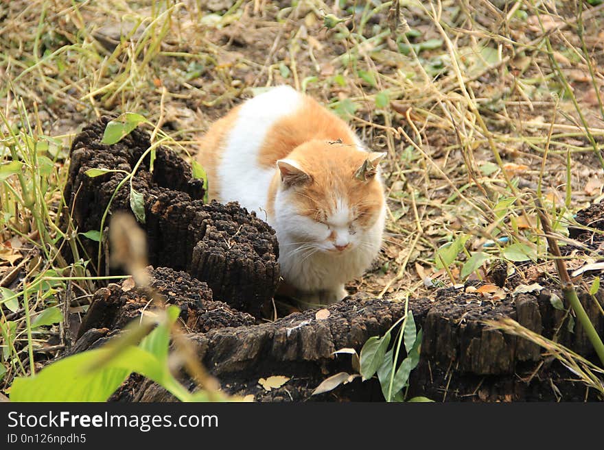 Fauna, Cat, Grass, Small To Medium Sized Cats