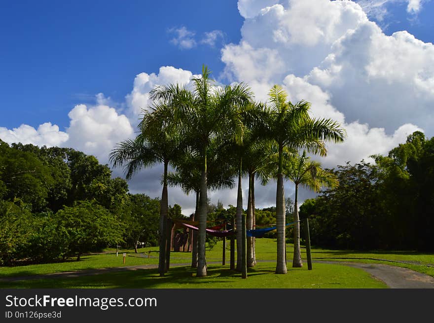 Sky, Cloud, Nature, Tree