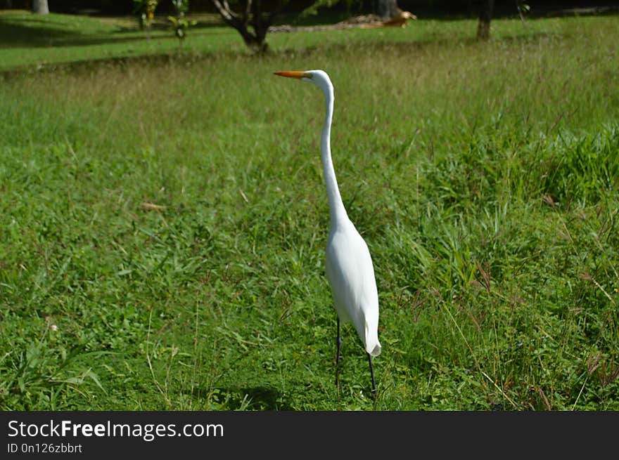 Bird, Ecosystem, Grass, Nature Reserve