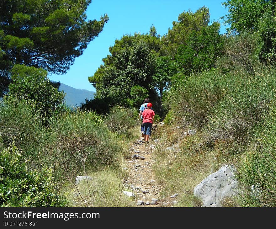 Path, Wilderness, Ridge, Mountain Bike