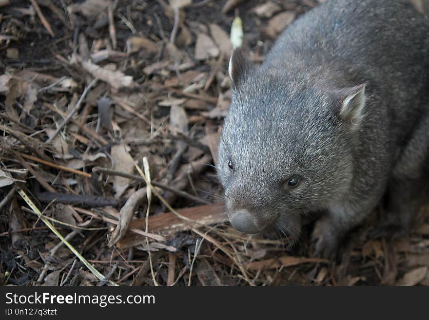 Fauna, Mammal, Marsupial, Wombat