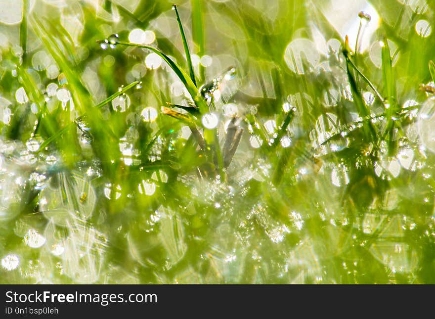 Bokeh background dew drops on grass.