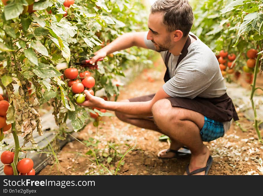 Young man farmer collects with scissors cherry tomatoes in the greenhouse tomatoes in the greenhouse vegetable background