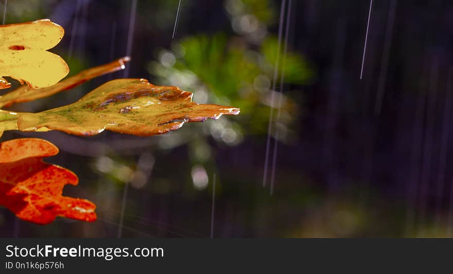 oak leaves and dew drops, autumn background rain