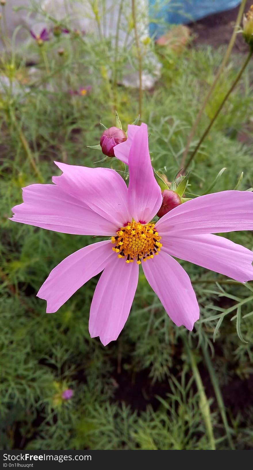 Cosmea - Mexican Guest On The Flower Garden And In The Garden