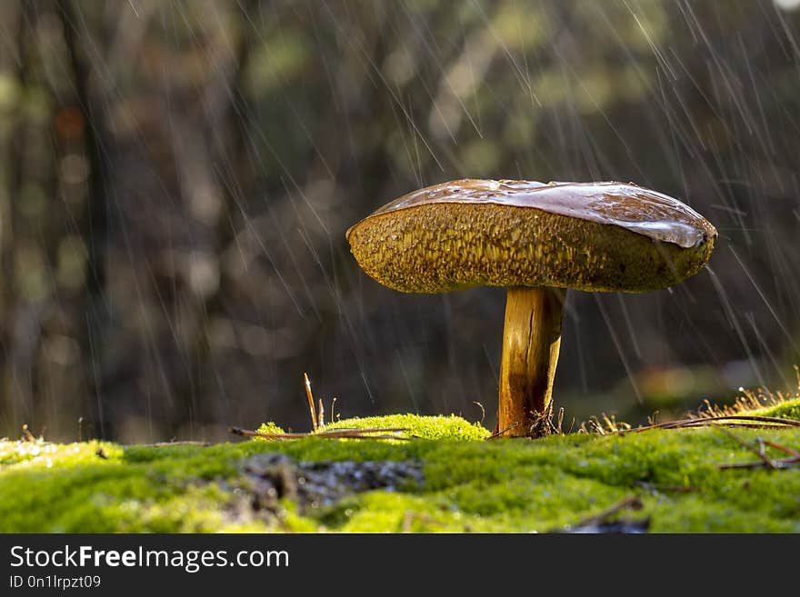 Xerocomellus chrysenteron mushroom in needles forest close up