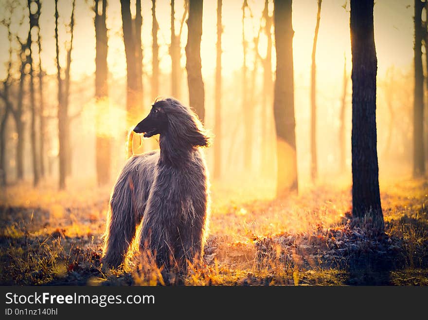 Photo of the cute dog walking in the park. Photo of the cute dog walking in the park