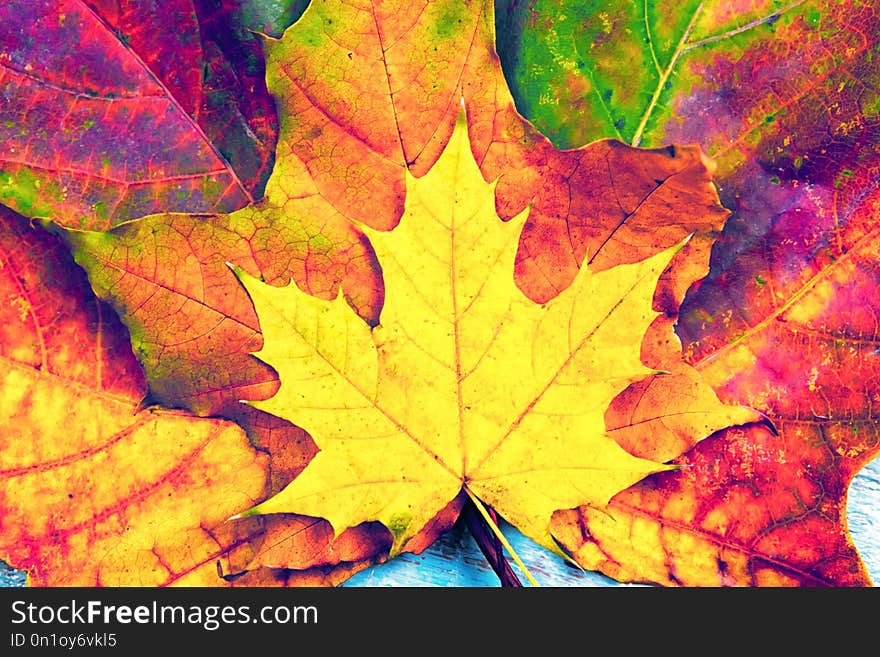 Autumn background of yellow and colored leaves