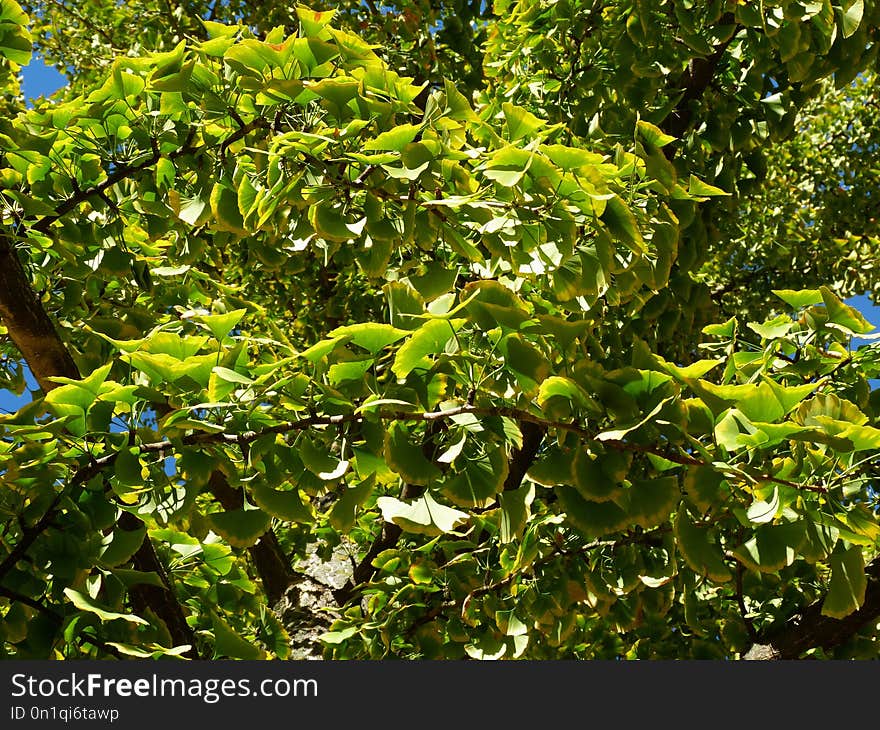 Green Ginkgo Biloba tree dense foliage in the summer under blue sky. Green Ginkgo Biloba tree dense foliage in the summer under blue sky