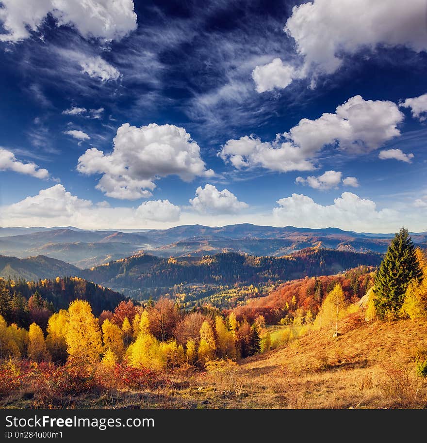 Majestic trees with sunny beams at mountain valley. Dramatic and picturesque morning scene. Red and yellow leaves. Warm toning effect. Carpathians, Sokilsky ridge. Ukraine, Europe. Beauty world. Majestic trees with sunny beams at mountain valley. Dramatic and picturesque morning scene. Red and yellow leaves. Warm toning effect. Carpathians, Sokilsky ridge. Ukraine, Europe. Beauty world.