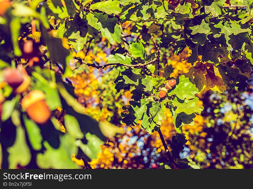 Autumn tree with green leaves and acorn