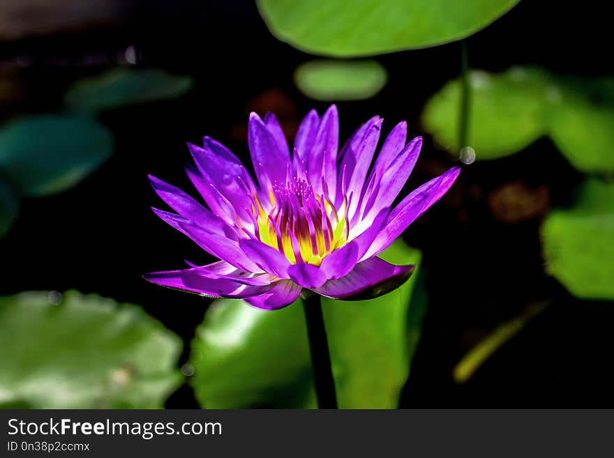 Close-up of a pretty purple waterlily in full bloom with vivid colors and surrounding green leaves on a black background. Close-up of a pretty purple waterlily in full bloom with vivid colors and surrounding green leaves on a black background