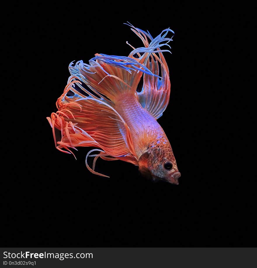 Siamese fighting fish, red fish, black background Betta splendens, Betta Fish, Halfmoon Betta.