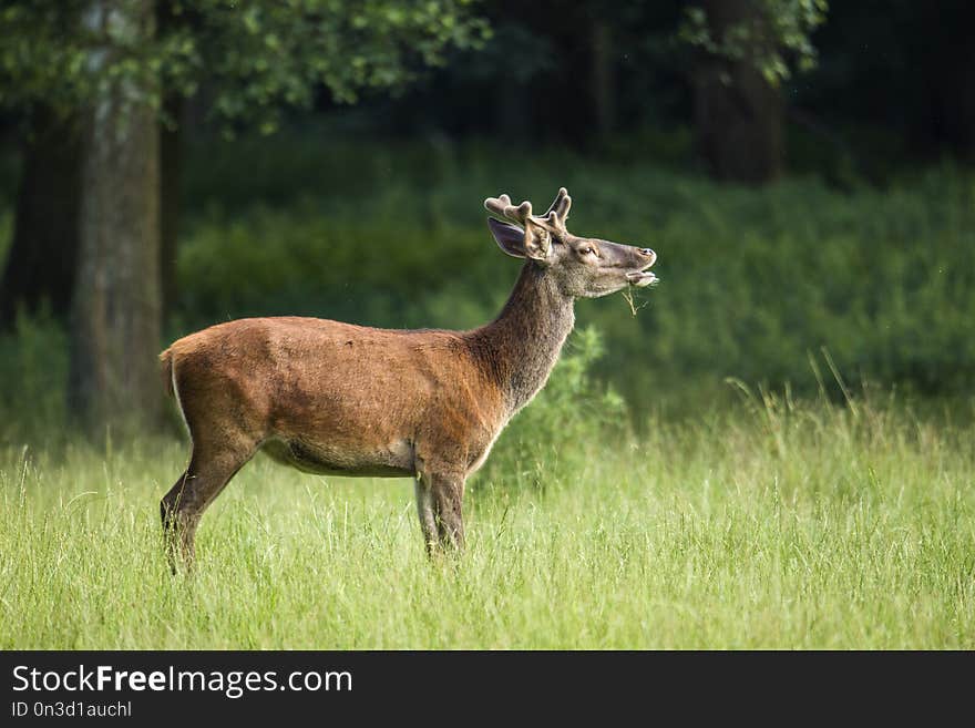 Young Red deer Cervus elaphus in the flehmen position, Germany. Young Red deer Cervus elaphus in the flehmen position, Germany