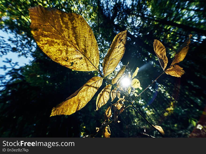 Autumn coloured leaves with green and brown tint hanging on a tree while the sun is shining trough