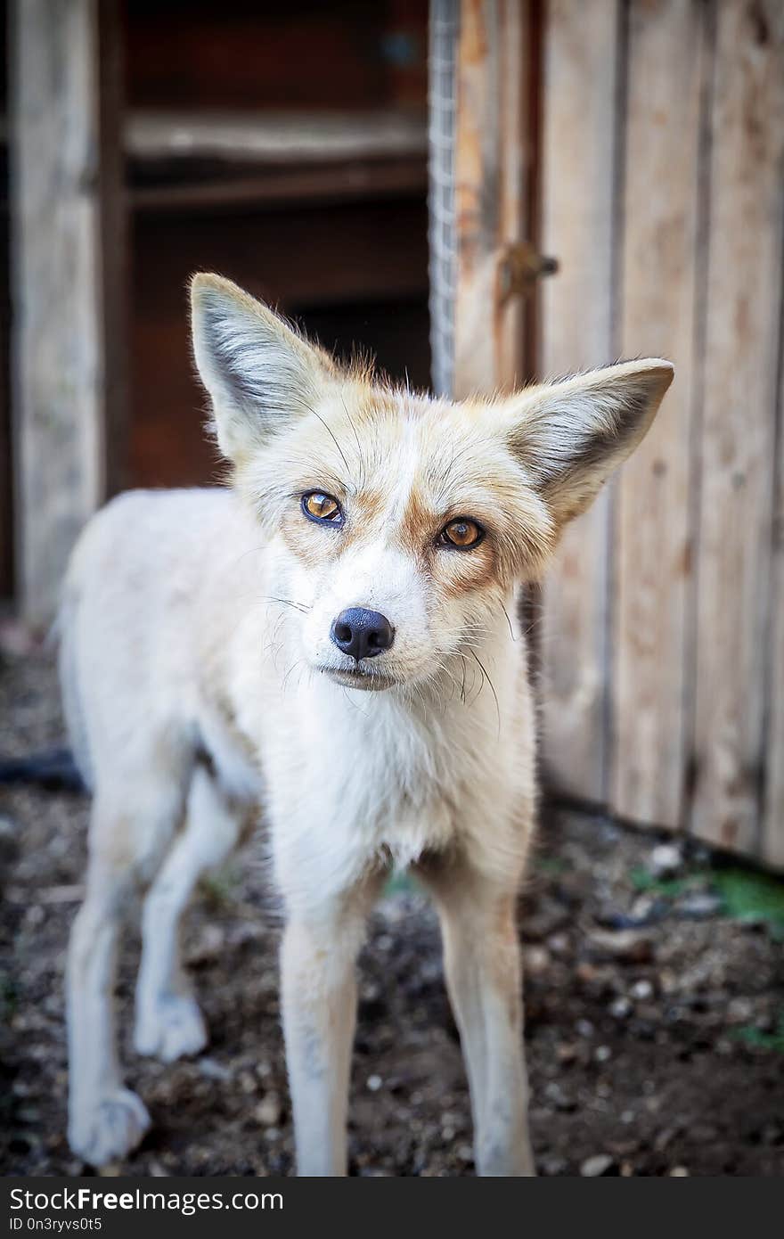 Funny young domestic golden fox in enclosure. Selective focus.