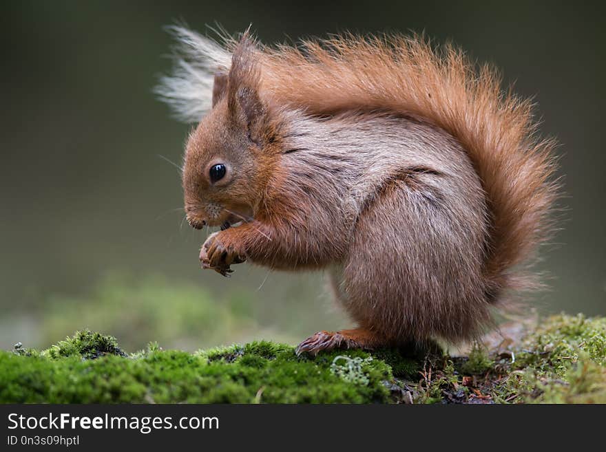 A close up of a red squirrel sitting on grass. It is a typical pose with the bushy tail over its back. The image almost fills the entire frame. A close up of a red squirrel sitting on grass. It is a typical pose with the bushy tail over its back. The image almost fills the entire frame