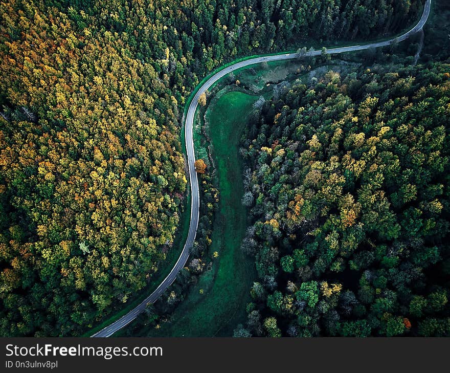 Street between autumn trees in the forest aerial drone view from above, dji mavic