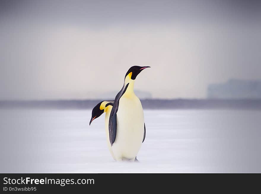 Two Emperor Penguins on sea ice, one behind the other.