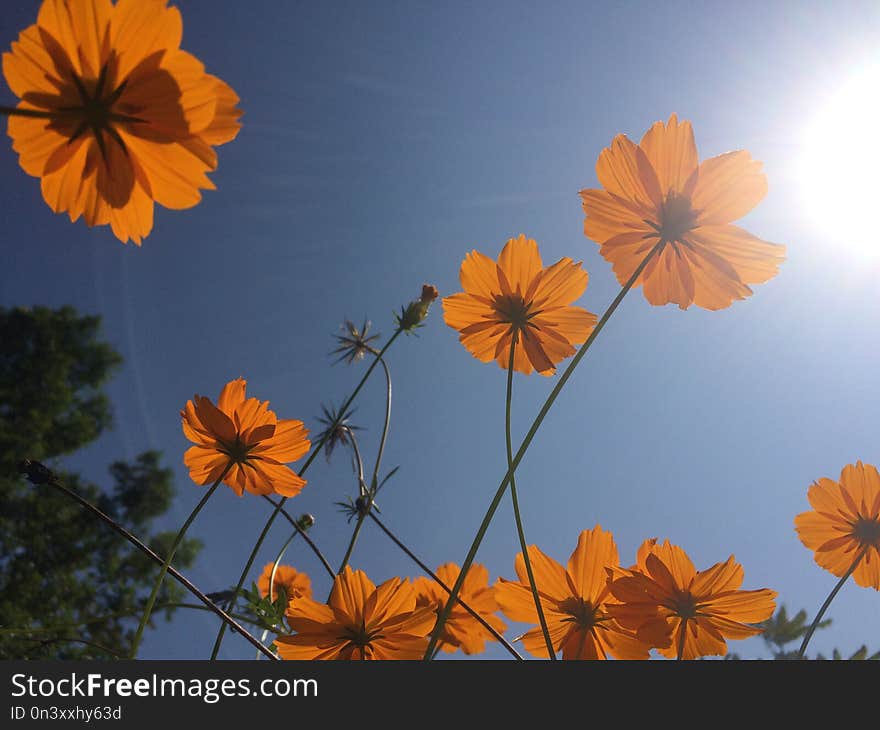 Beautiful sunlight and orange blossom flowers