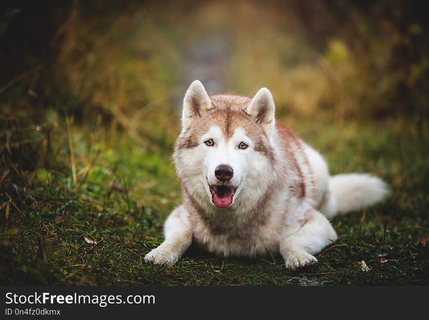 Portrait of adorable and beautiful siberian Husky dog lying in the bright fall forest at sunset