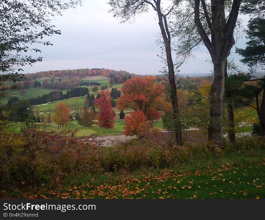 Nature, Leaf, Autumn, Tree