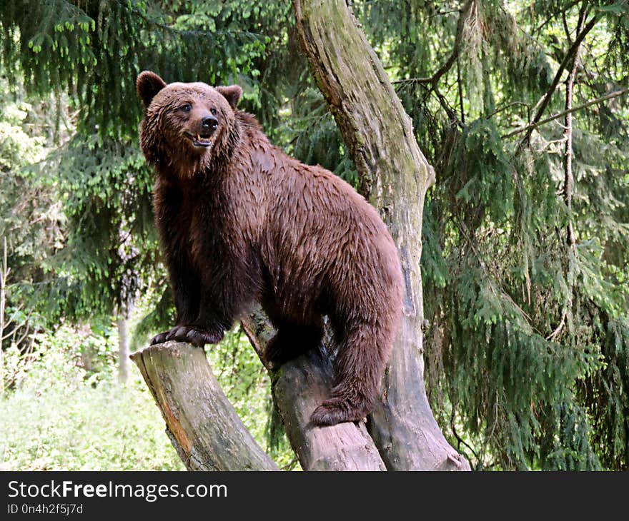 Brown Bear, Terrestrial Animal, Bear, Grizzly Bear