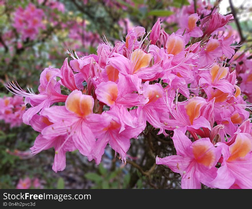 Flower, Plant, Flowering Plant, Woody Plant