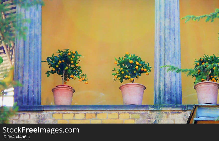 Yellow, Wall, Flower, Painting