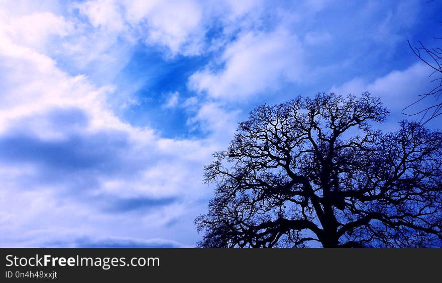 Sky, Cloud, Tree, Blue