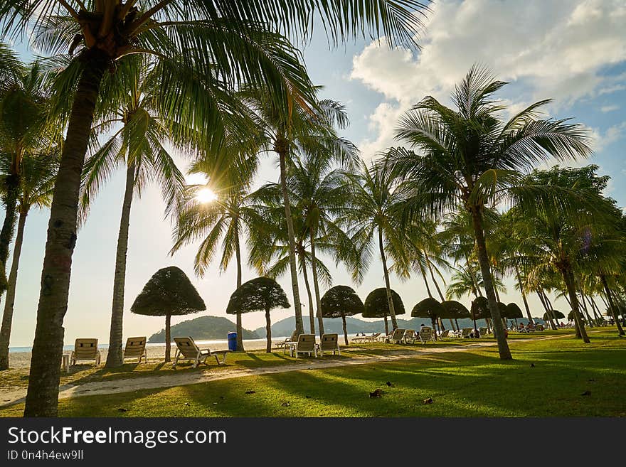 Palm Tree, Arecales, Tropics, Tree