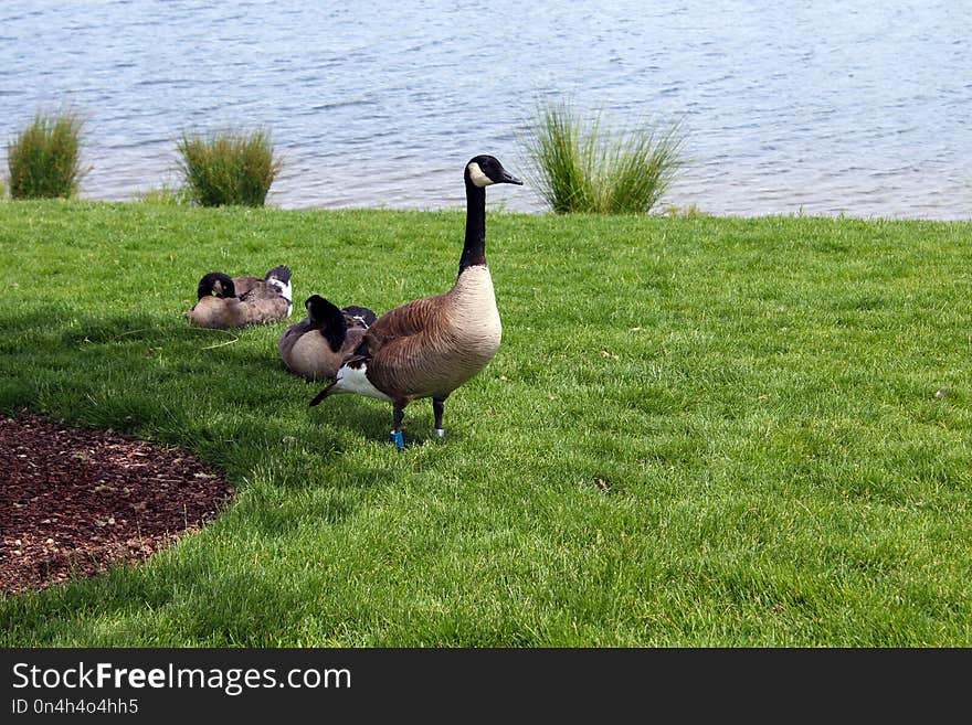 Bird, Fauna, Goose, Water Bird